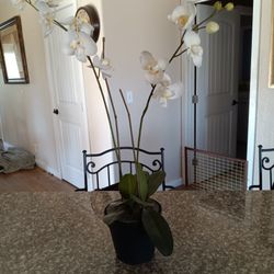 Decorative, Artificial, Plant, Plants 