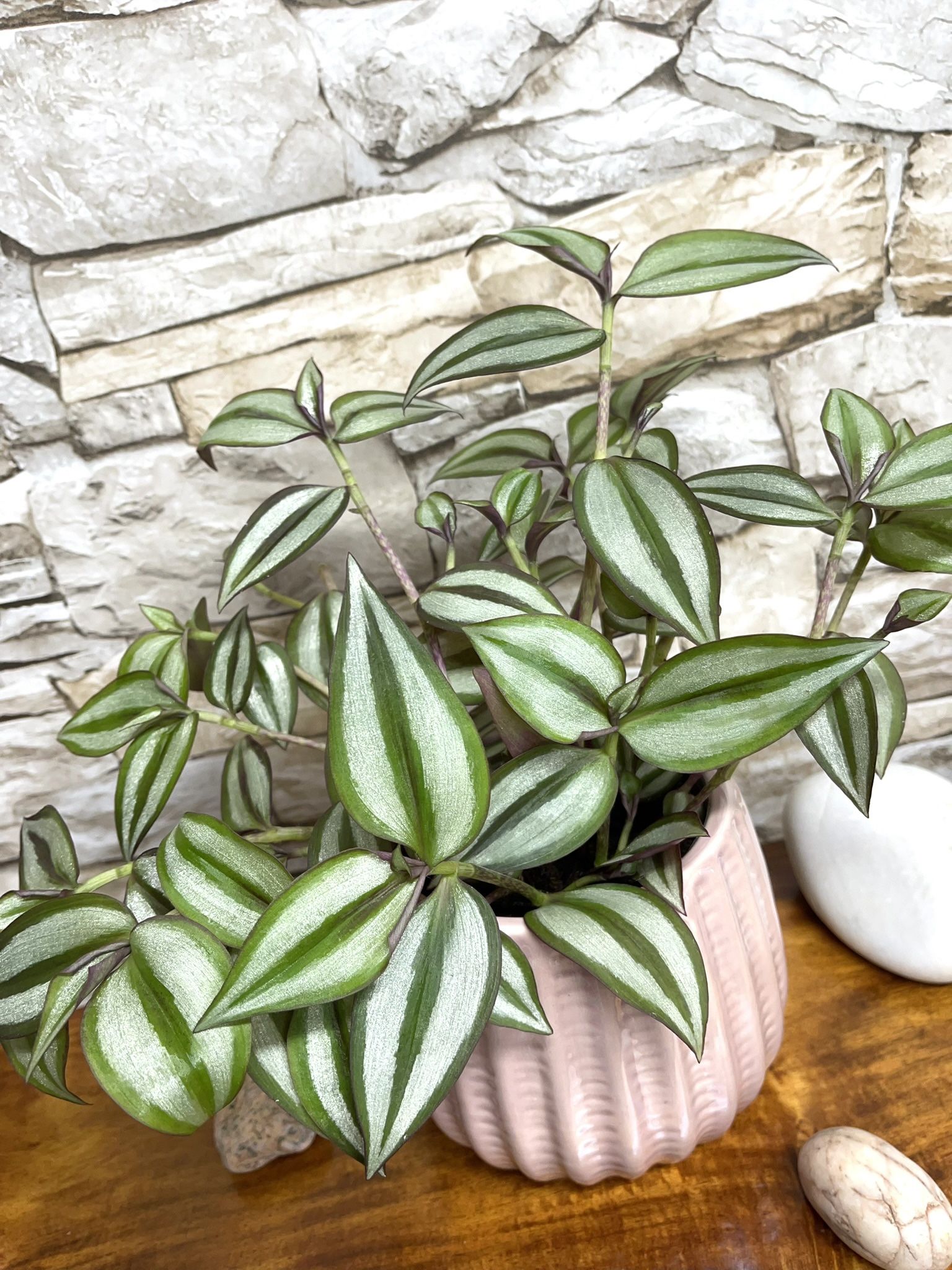 Tradescantia Zebrina Beautiful House Plant With Iridescent Stripes In Textured Ceramic Pot 4.5"H.