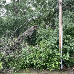 Free Oak Limbs 