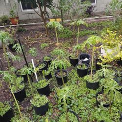  Papaya Plant Nice And Healthy  You Grow Natural And Eat