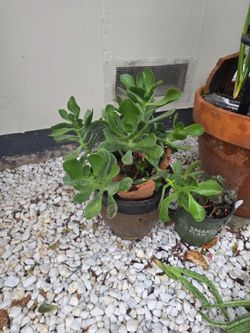 Small plant