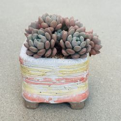 Succulents plants 🪴 （Pachyveria 'Elaine Reinelt'）