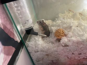 Tank and dwarf hamster 🐹