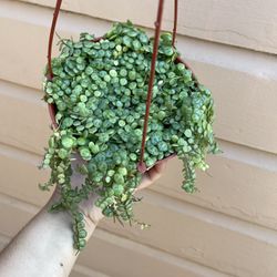 6” String Of Turtles