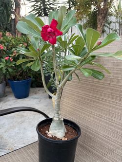 Rosa del desierto y es roja