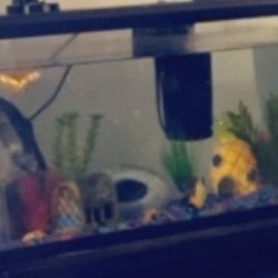 10 Gal Fish Tank