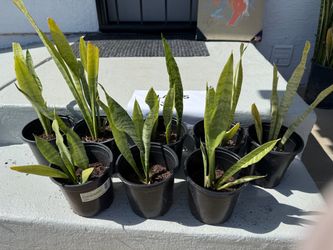 Snake plants