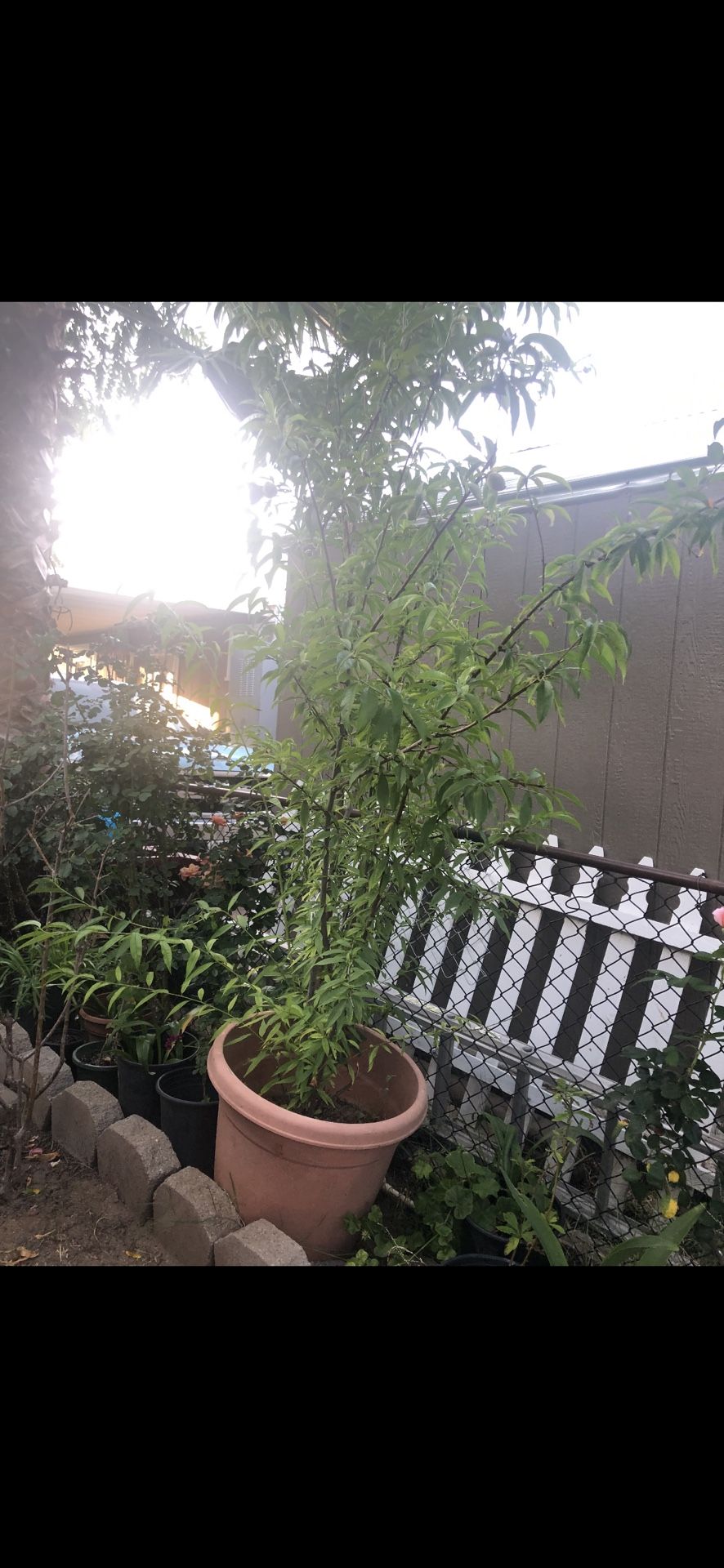 Durazno Tree $100 ๐