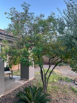 Free Moringa trees