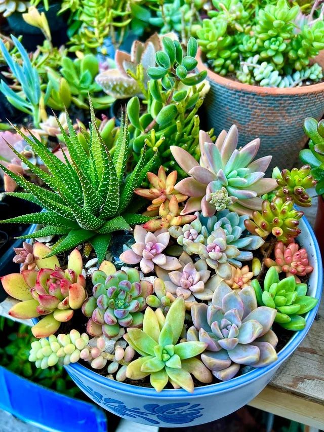 Succulent Arrangements!