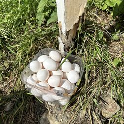 Farm Fresh Eggs!!!
