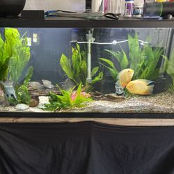 55 Gallon Established Tank with 7 Fishie Friends