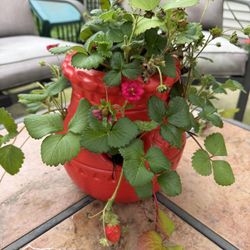 Beautiful Large Strawberry Pot. Very Prolific