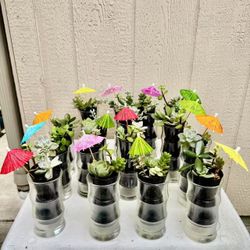 Succulent Arrangements in Glass Bamboo Pots Cups