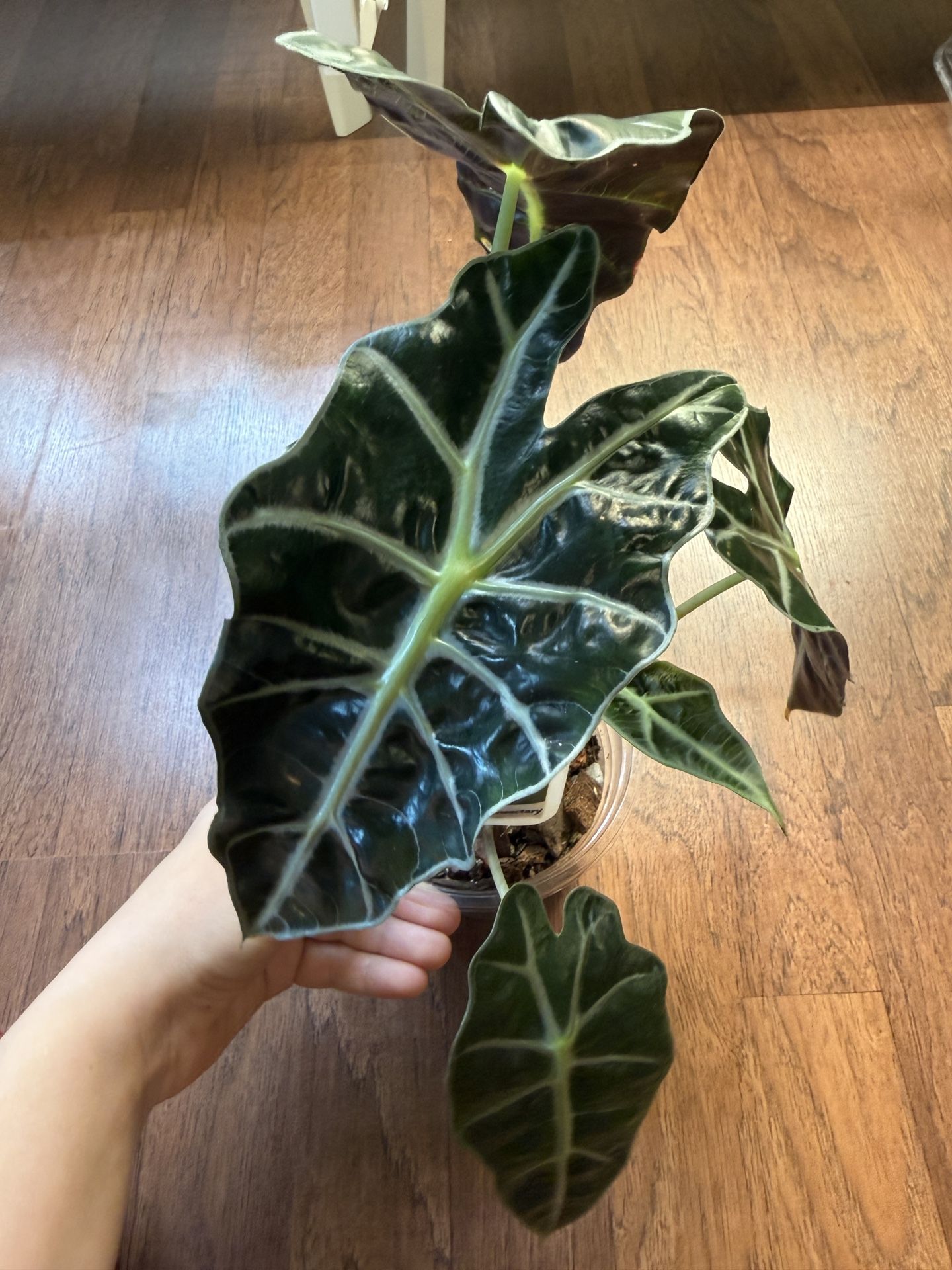 Alocasia Polly Corming Size + Free Bird Of Paradise Plant Starter