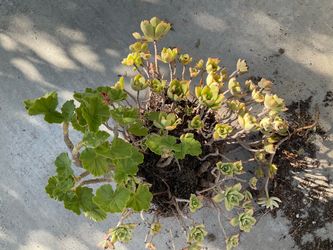 Potted geraniums and succulents