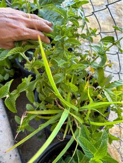 Lemongrass