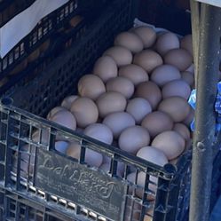 Fresh Eggs