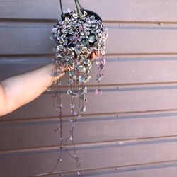6” variegated strings of hearts 25” long 
