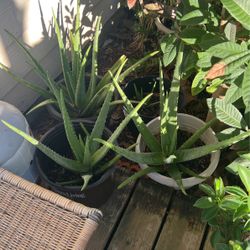Big Aloe Plants 15 Each 