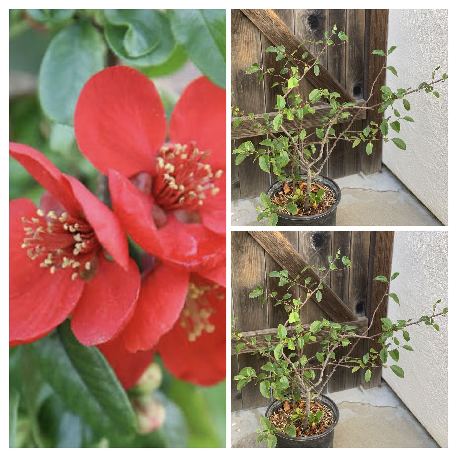 Red Flower Quince Bush Shrub Tree in 5 Gallon Pot Live Plant