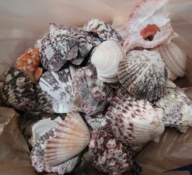 Clam Shells