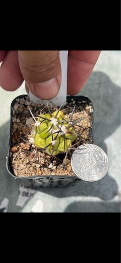 Copiapoa