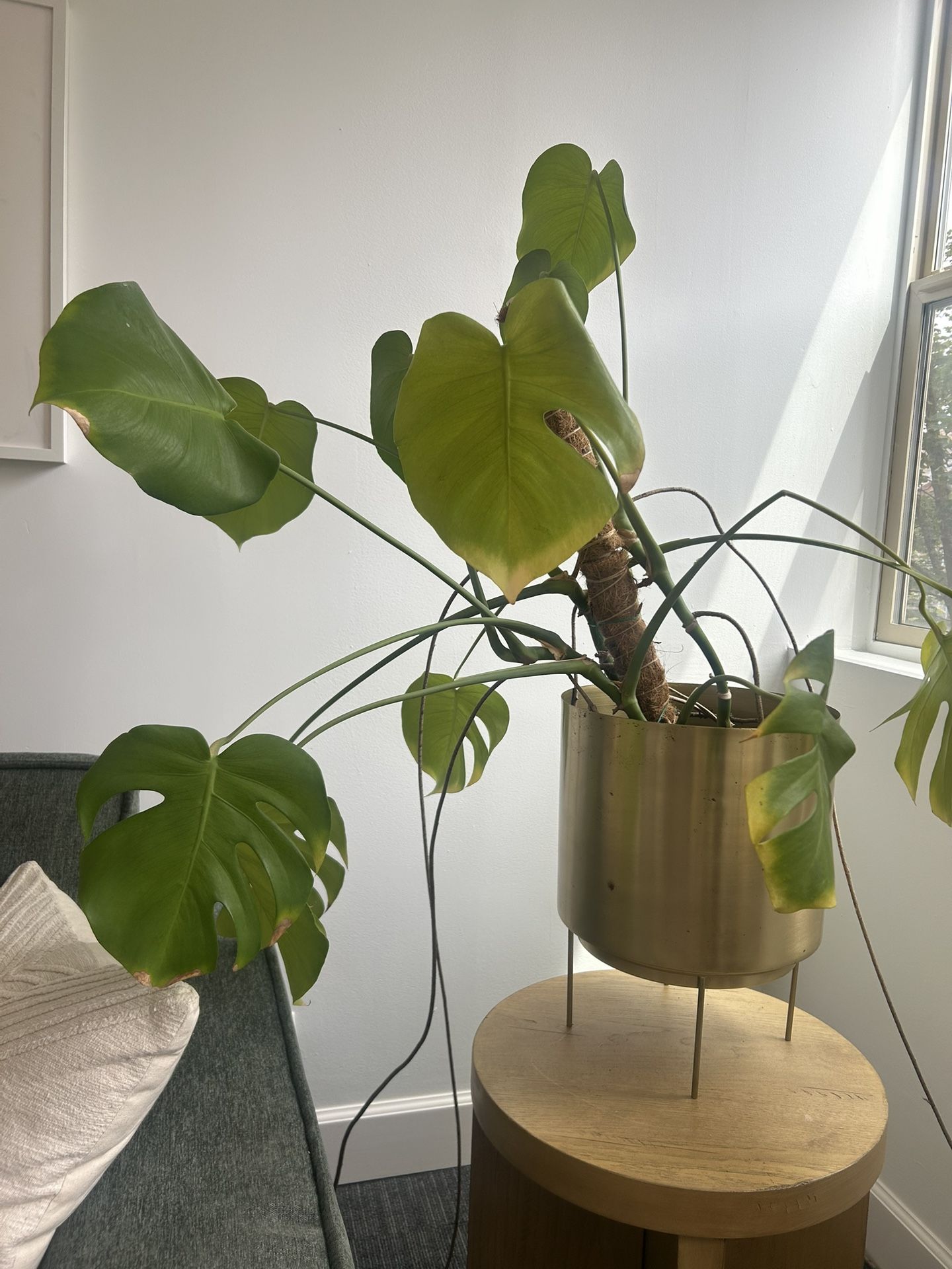 Large Monstera In Gold plant Stand