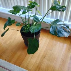 Monstera House Plant