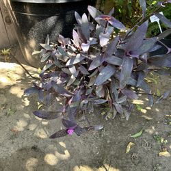 Purple Heart Plant