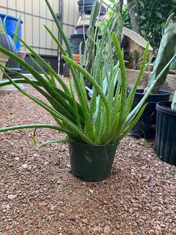 Aloe Vera or Sabila