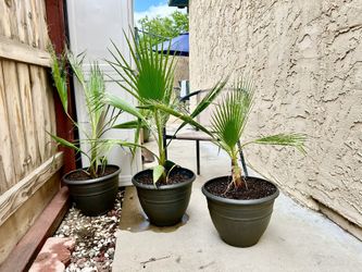3 Fan Palms In Cute pots