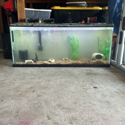 Fish Tank 