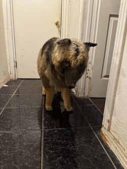 Halloween Decoration 