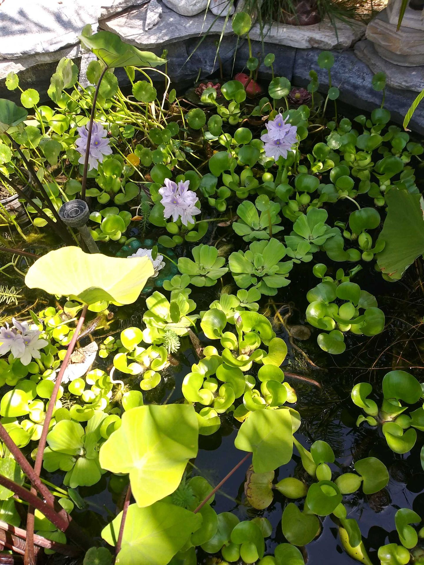 Pond Plants