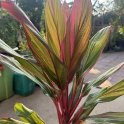 Cordyline Hawaiian