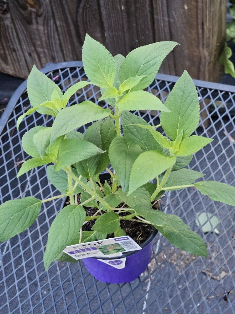 Pineapple Sage Herbs