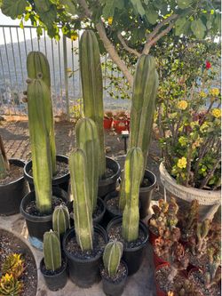 Mexican Fencepost