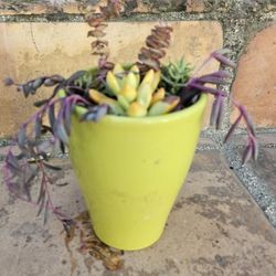 Beautiful Bright Potted SUCCULANT PLANTS