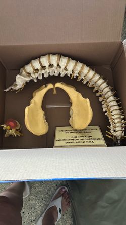 Plastic Spine and Pelvis Anatomical Model Set