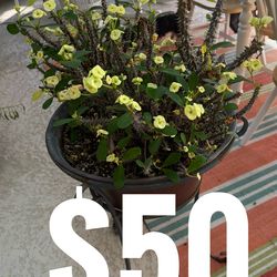 Succulents and other plants