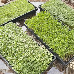 MicroGreens 