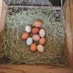 Farm Fresh Eggs