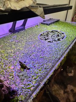 Floater plants