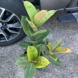 Ficus Shivereana Moonshine Rubber Plant 