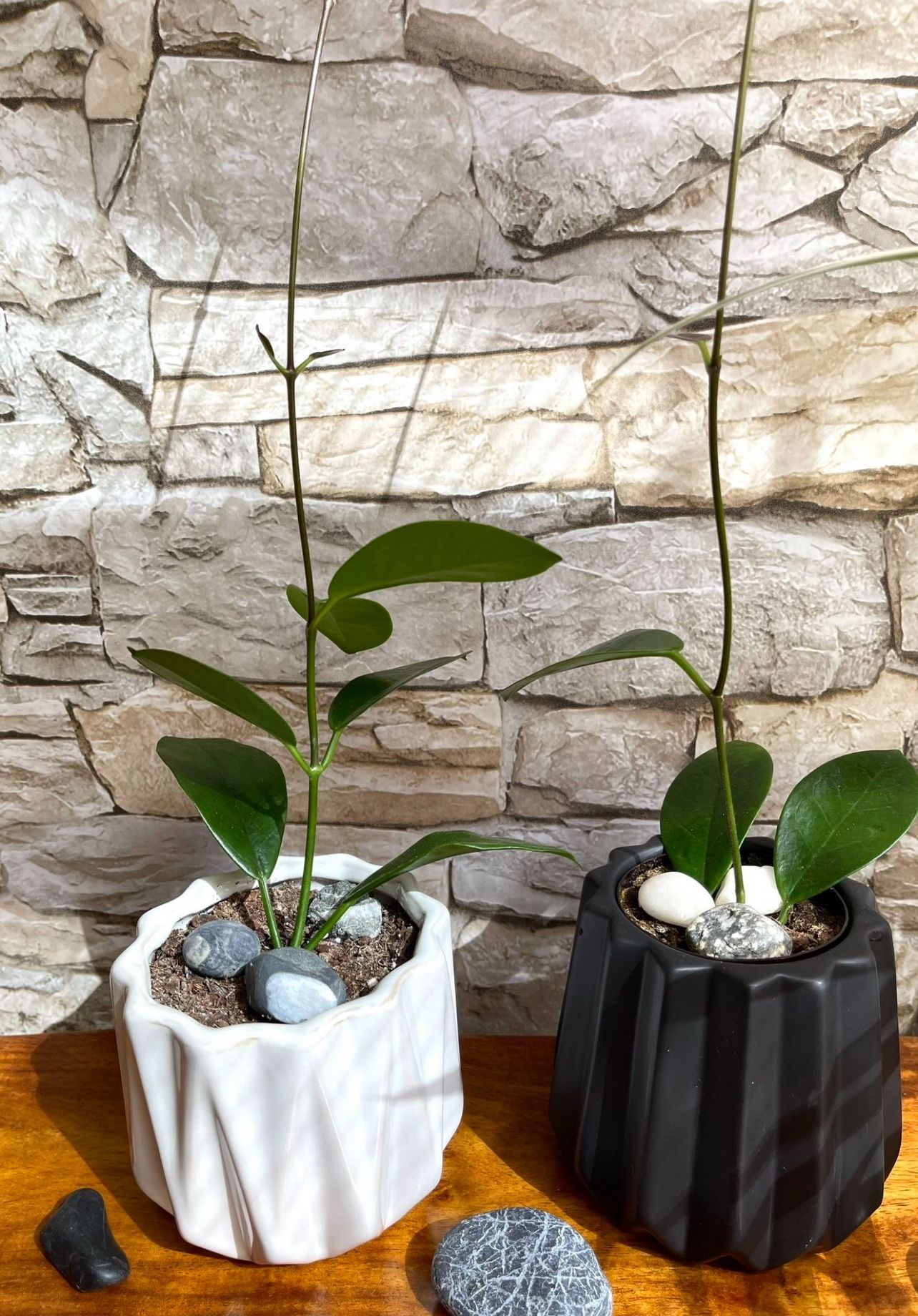 Hoya Australis House Plant In 3.5"H White Or Black pot.Each.