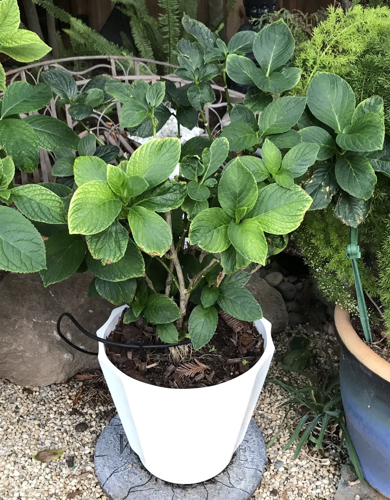 Hydrangea in a modern white pot