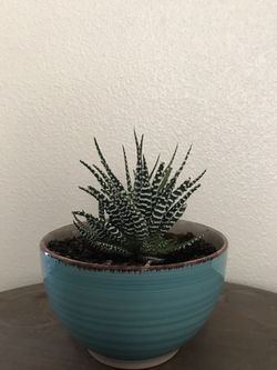 Haworthia Succulents