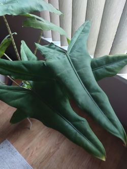 Beautiful Alocasia Zebrina 🪴