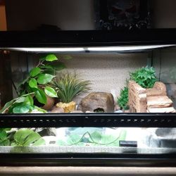 Leopard Gecko With 30g  set Up